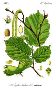 Noisetier ou Coudrier (Corylus avellana)