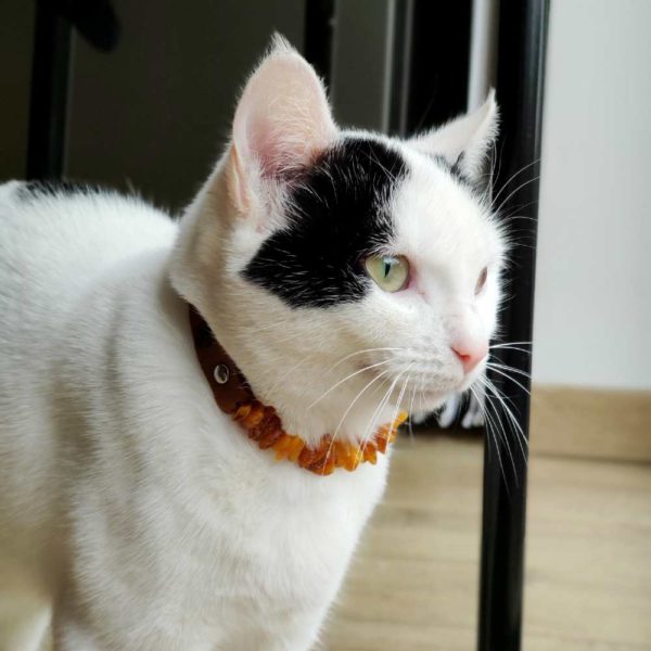 Collier Chat Cuir