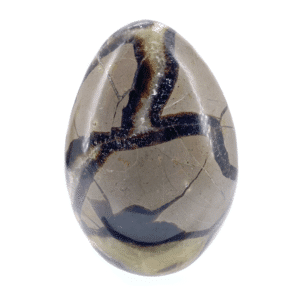 Septaria 908g