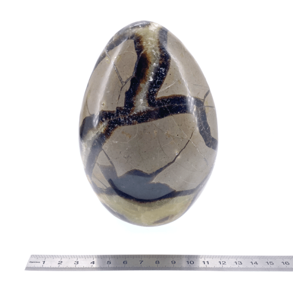Septaria 908g Regle