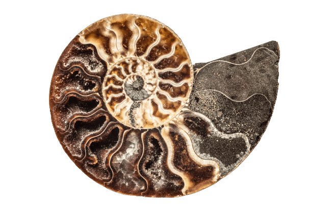 ammonite-pierre