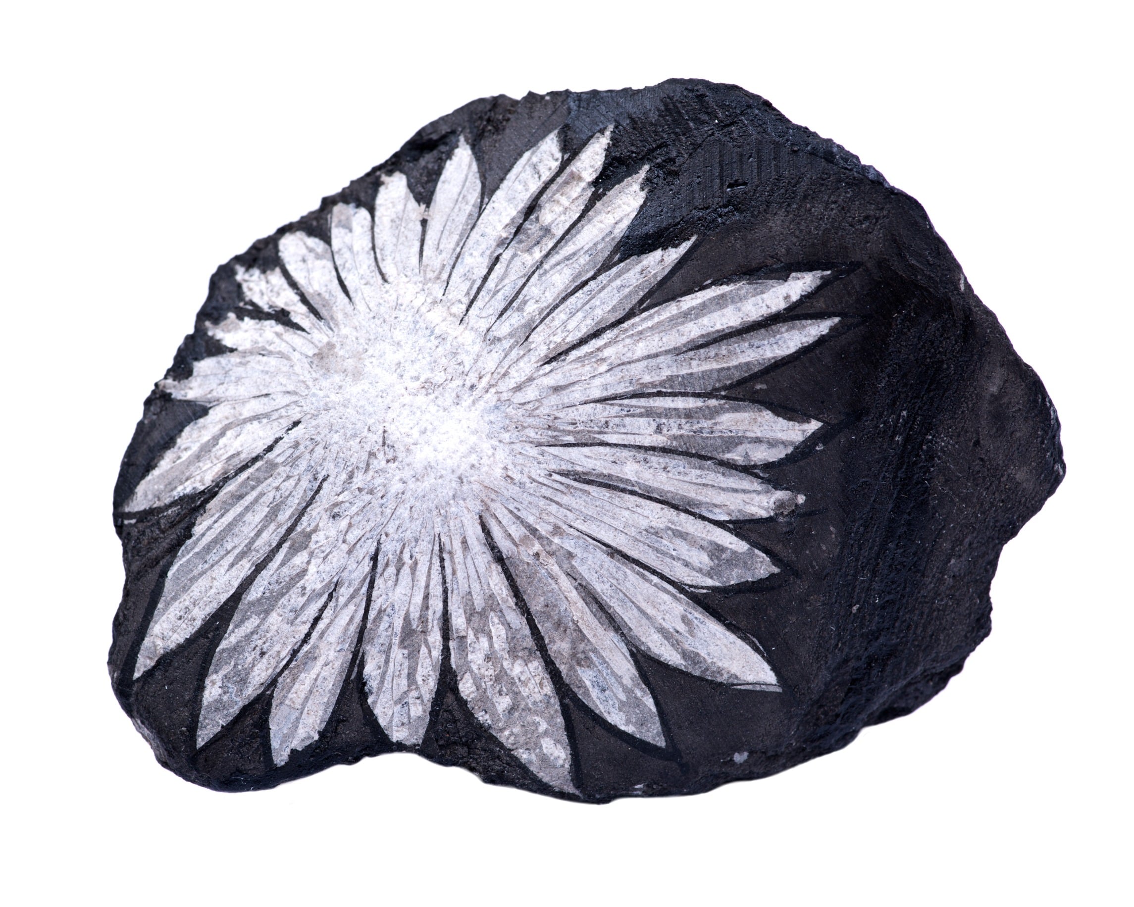 chrysanthème pierre brute