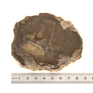 Pierre Brute Bois Fossilisé - Tranche Polie - 1