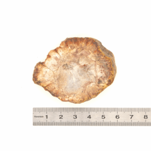 Pierre Brute Bois Fossilisé - Tranche Polie - 10