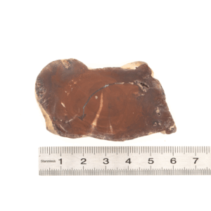 Pierre Brute Bois Fossilisé - Tranche Polie - 13