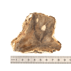 Pierre Brute Bois Fossilisé - Tranche Polie - 2