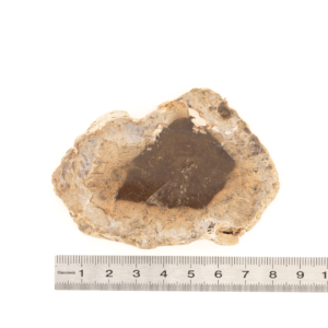 Pierre Brute Bois Fossilisé - Tranche Polie - 3