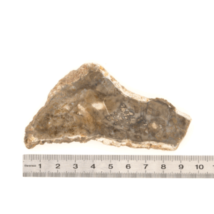 Pierre Brute Bois Fossilisé - Tranche Polie - 4