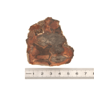 Pierre Brute Bois Fossilisé - Tranche Polie - 6