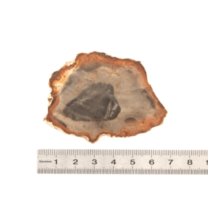 Pierre Brute Bois Fossilisé - Tranche Polie - 7