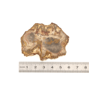 Pierre Brute Bois Fossilisé - Tranche Polie - 8