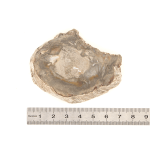 Pierre Brute Bois Fossilisé - Tranche Polie - 9